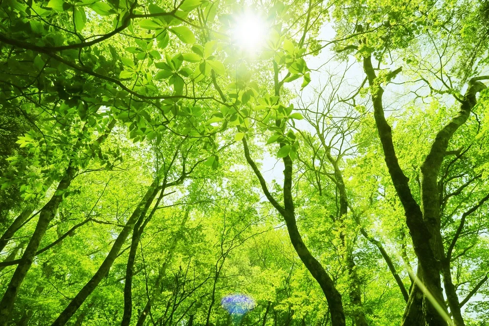 癒しの音楽　森林　いろんな森林パターンでリラックスしましょう！